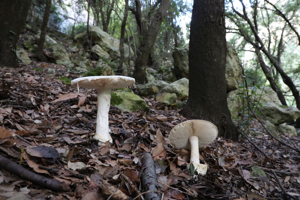 Amanita sp.? Which species? (from Sicilia)